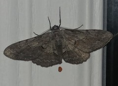 Iridopsis vellivolata