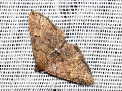 Cerynea thermesialis