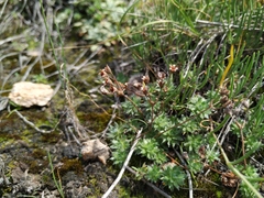 Androsace incana