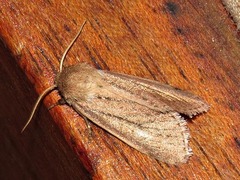 Aspidifrontia rufescens