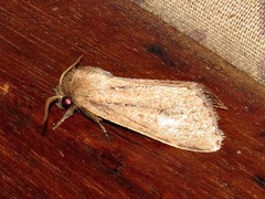 Aspidifrontia rufescens