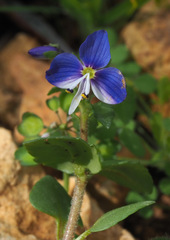 Veronica syriaca