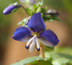 Veronica syriaca