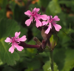 Silene aegyptiaca