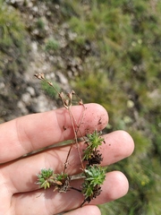 Androsace incana