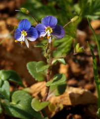 Veronica syriaca