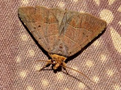 Plecoptera melalepis