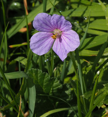 Erodium gruinum