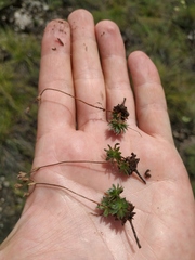 Androsace incana