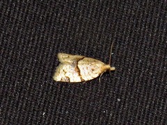 Clepsis hedrastis