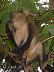Cercopithecus mona