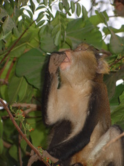 Cercopithecus mona