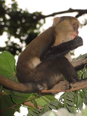 Cercopithecus mona