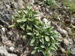 Patrinia sibirica