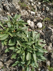 Patrinia sibirica