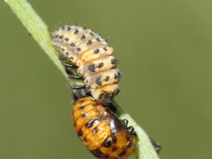 Hippodamia variegata