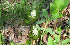 Chloranthus