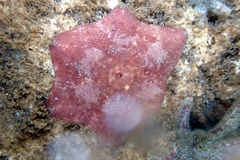 Meridiastra medius