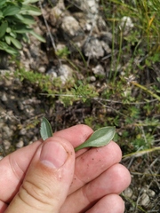 Patrinia sibirica