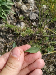 Patrinia sibirica