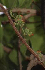 Angiospermae