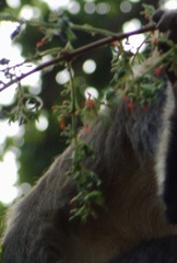 Angiospermae