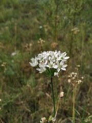 Allium ramosum