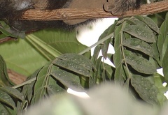 Angiospermae