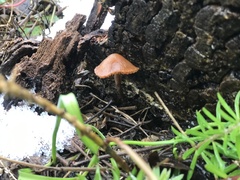 Laccaria laccata