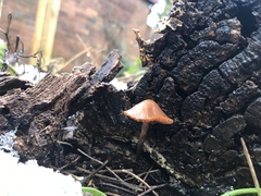 Laccaria laccata