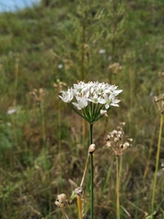 Allium ramosum