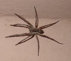Lycosidae