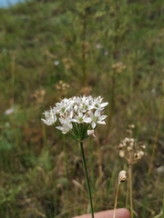 Allium ramosum