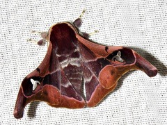 Holocerina smilax