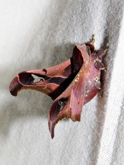 Holocerina smilax