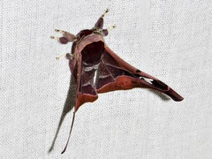 Holocerina smilax