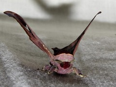 Holocerina smilax