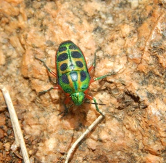 Calidea dregii