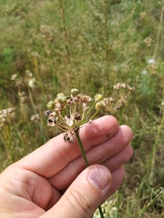 Allium ramosum