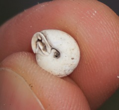 Daedalochila mooreana