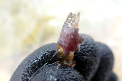 Meridiastra medius