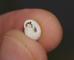 Daedalochila mooreana