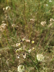 Allium ramosum
