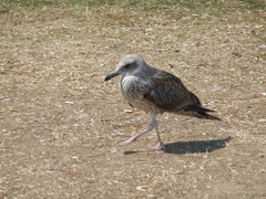 Larus
