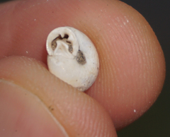 Daedalochila mooreana