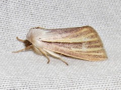 Polienus capillata