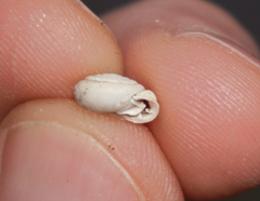 Daedalochila mooreana