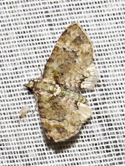 Chloroclystis