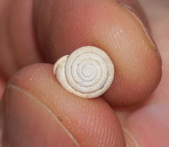 Daedalochila mooreana