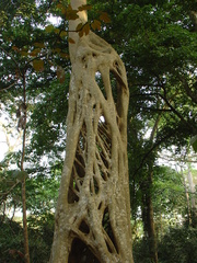 Ficus